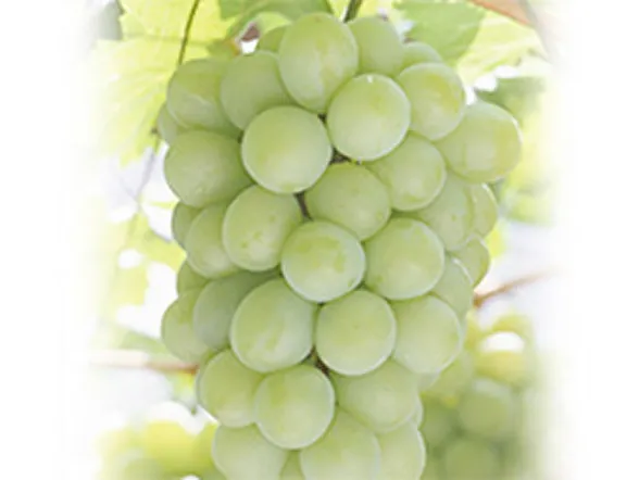 マスカット・オブ・アレキサンドリアの房