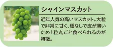 シャインマスカット